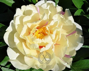 Thumbnail of Peony Lollipop, image 1 of 1