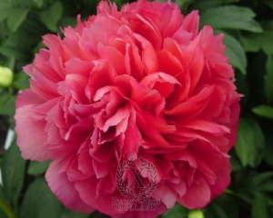 Thumbnail of Peony Lorelei, image 1 of 2