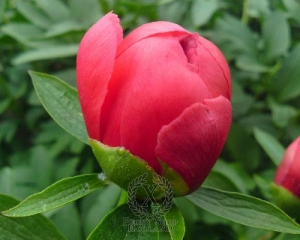 Thumbnail of Peony Lorelei, image 2 of 2