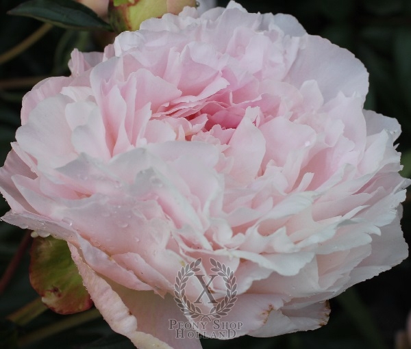 Peony Lottie Dawnson Rae, image 1 of 1