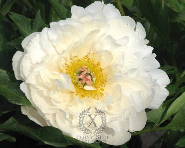 Peony Love Affair