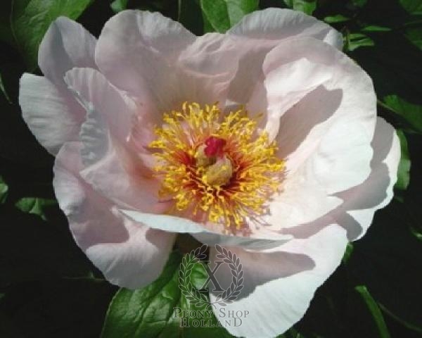 Peony Lovebirds, image 1 of 1