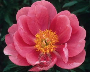 Thumbnail of Peony Lovely Rose, image 1 of 1