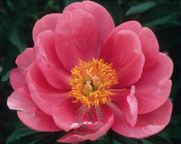 Peony Lovely Rose, image 1 of 1