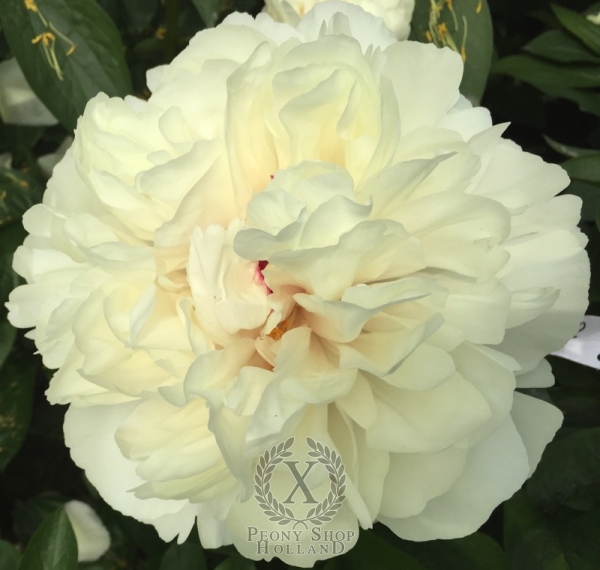 Peony Lucilla