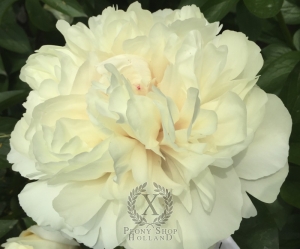Thumbnail of Peony Lucilla, image 2 of 8