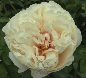 Thumbnail of Peony Lucilla, image 3 of 8
