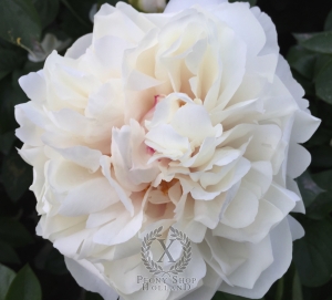 Thumbnail of Peony Lucilla, image 4 of 8