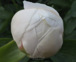 Thumbnail of Peony Lucilla, image 6 of 8
