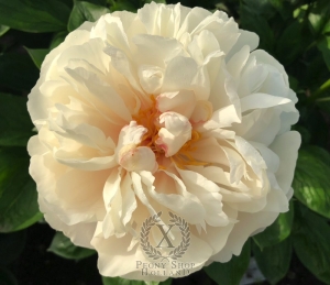 Thumbnail of Peony Lucilla, image 8 of 8