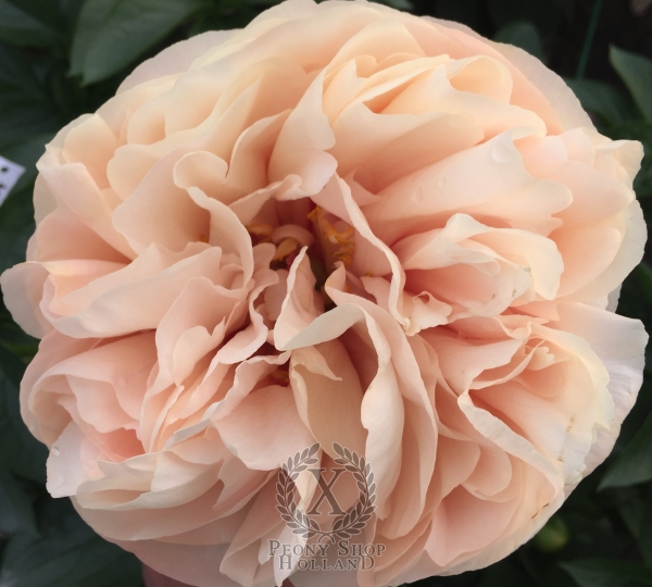 Peony Lucina®, image 1 of 4