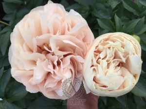 Thumbnail of Peony Lucina®, image 2 of 4