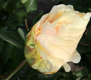 Thumbnail of Peony Lucina®, image 3 of 4