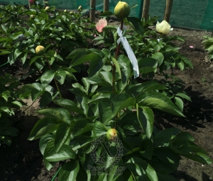 Thumbnail of Peony Lucina®, image 4 of 4