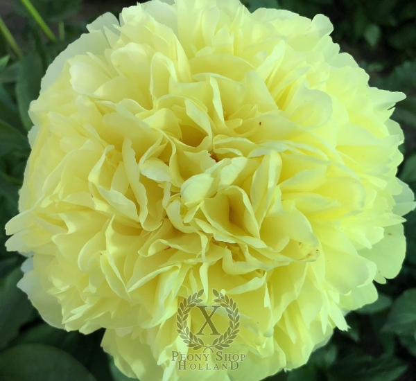 Peony Lucius Verus®