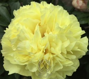 Thumbnail of Peony Lucius Verus®, image 2 of 2