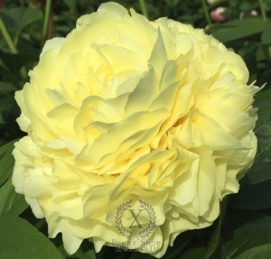 Thumbnail of Peony Luna Fortuna, image 1 of 6