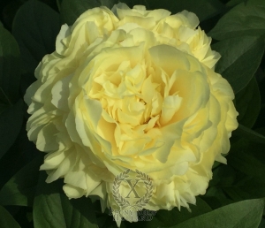 Thumbnail of Peony Luna Fortuna, image 2 of 6