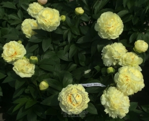 Thumbnail of Peony Luna Fortuna, image 3 of 6