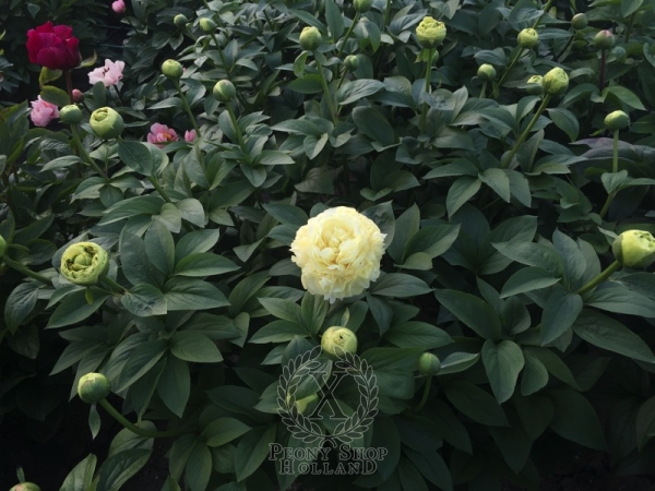 Peony Luna Fortuna, image 4 of 6