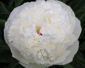 Thumbnail of Peony Luxor, image 1 of 1