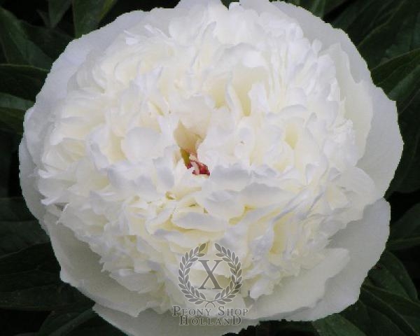 Peony Luxor