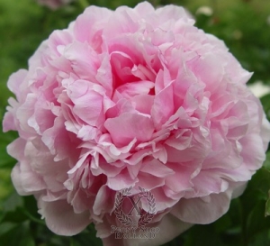 Thumbnail of Peony Lyudmila Askarova, image 1 of 1