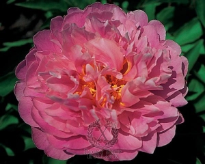 Thumbnail of Peony Ma Petite Cherie, image 1 of 1