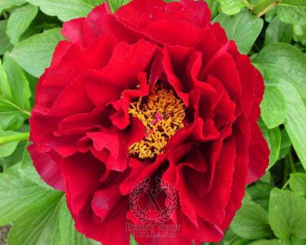 Peony Mackinac Grand