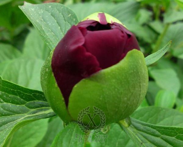 Peony Mackinac Grand, image 2 of 2