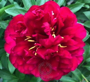 Thumbnail of Peony Macrinus, image 1 of 6