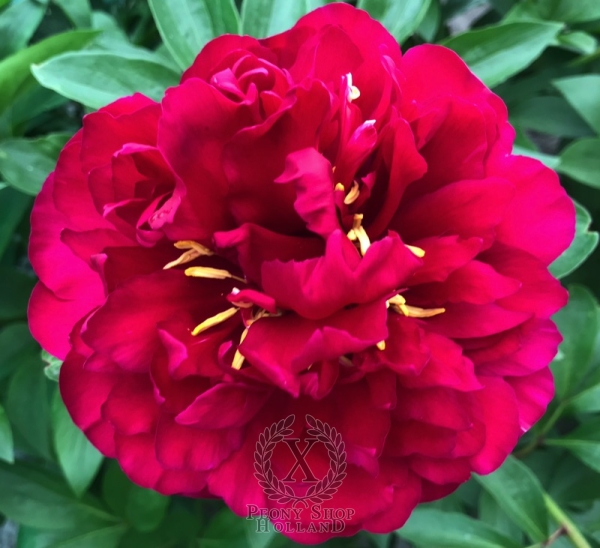 Peony Macrinus