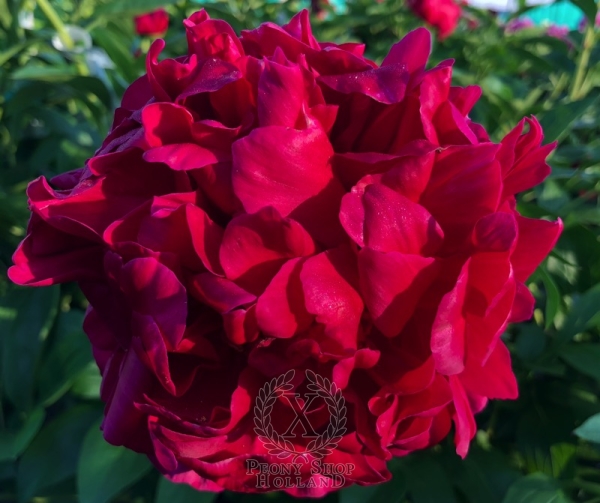 Peony Macrinus, image 2 of 6