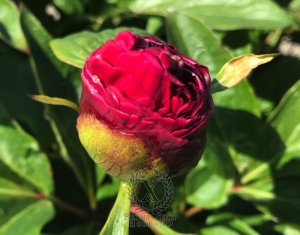 Thumbnail of Peony Macrinus, image 5 of 6