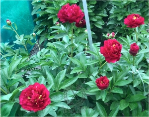 Thumbnail of Peony Macrinus, image 6 of 6