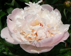 Thumbnail of Peony Madame Calot, image 1 of 1