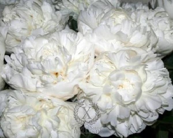 Peony Madame Claude Tain