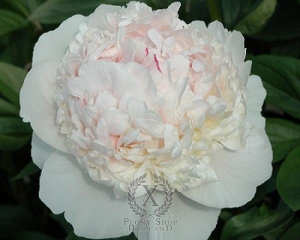 Thumbnail of Peony Madame De Verneville, image 1 of 1