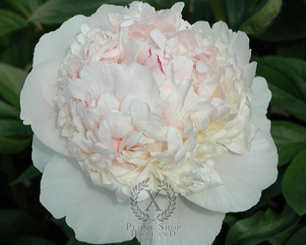 Peony Madame De Verneville, image 1 of 1