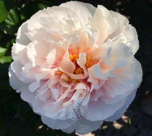 Thumbnail of Peony Magdalena®, image 1 of 6