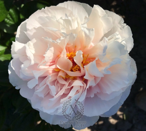 Peony Magdalena®