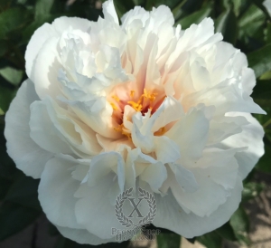 Thumbnail of Peony Magdalena®, image 2 of 6