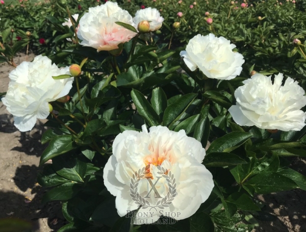 Peony Magdalena®, image 3 of 6