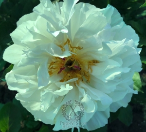 Thumbnail of Peony Magdalena®, image 4 of 6