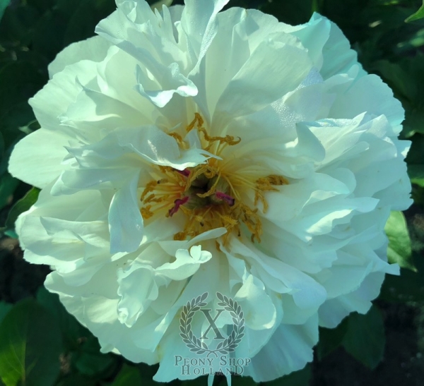 Peony Magdalena®, image 4 of 6