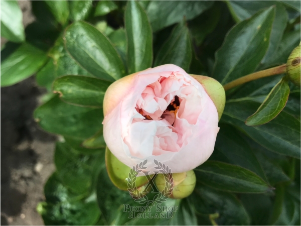 Peony Magdalena®, image 5 of 6