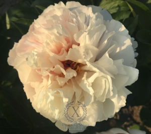 Thumbnail of Peony Magdalena®, image 6 of 6