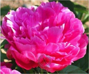 Thumbnail of Peony Magenta Moon, image 1 of 1