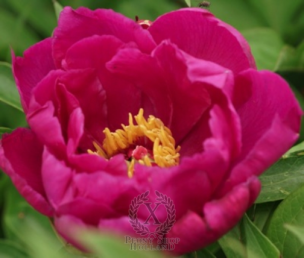 Peony Magenta Splash