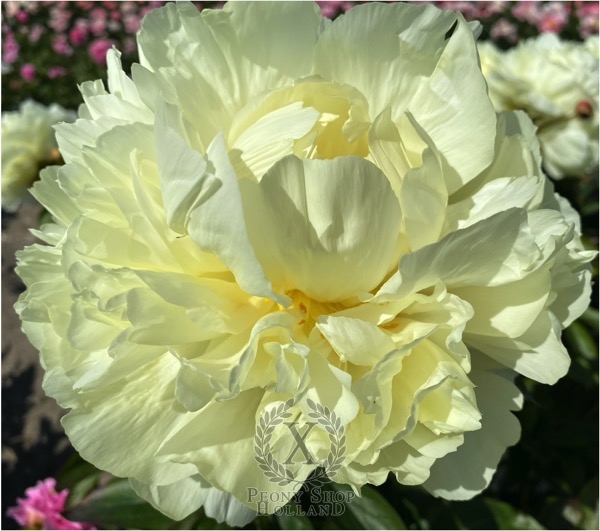 Peony Magnus Maximus